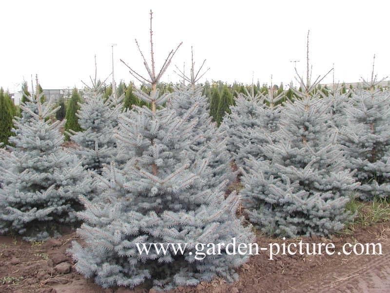 Picea pungens 'Edith'