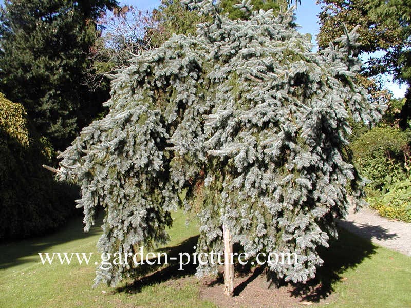 Picea pungens 'Glauca Pendula'