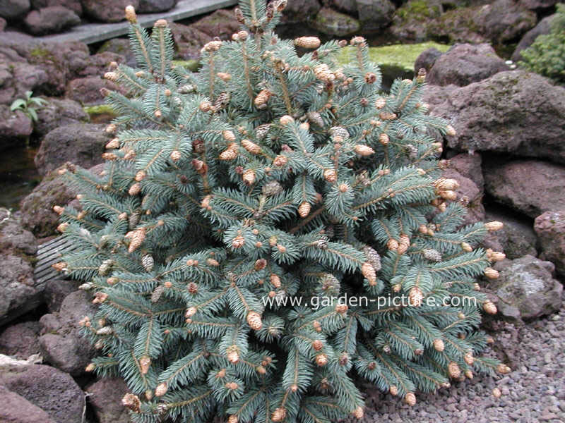 Picea pungens 'Hermann Naue'