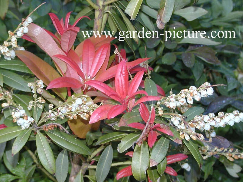 Pieris formosa 'Balls of Fire'