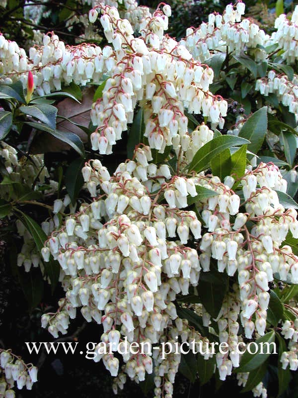 Pieris formosa forrestii