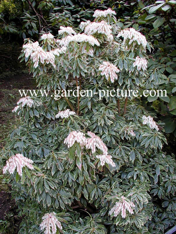 Pieris japonica 'Variegata'