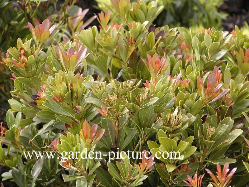 Pieris japonica 'Temple Bells'