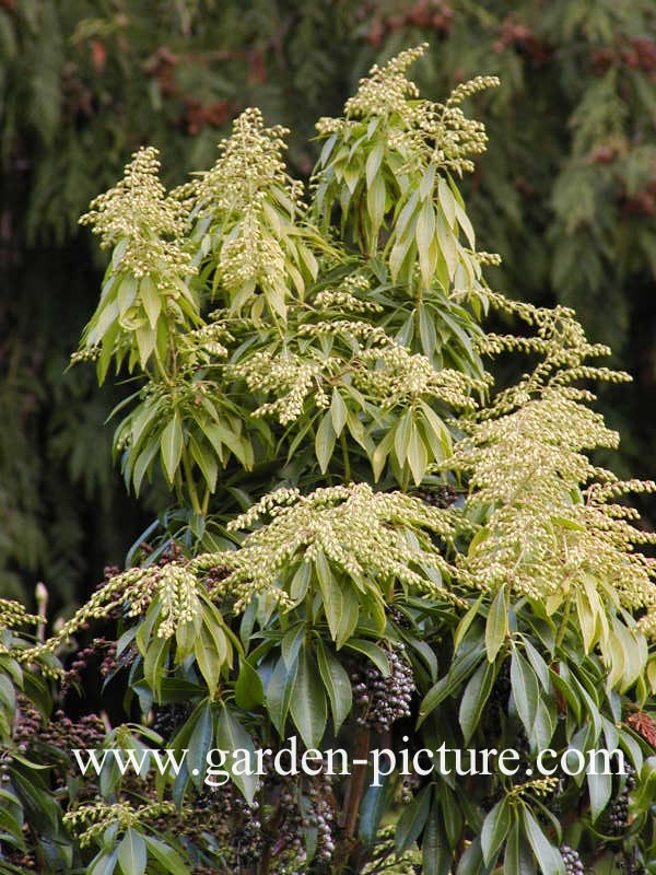 Pieris japonica