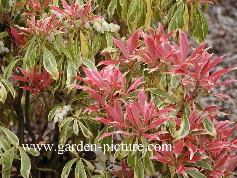 Pieris japonica 'Astrid'