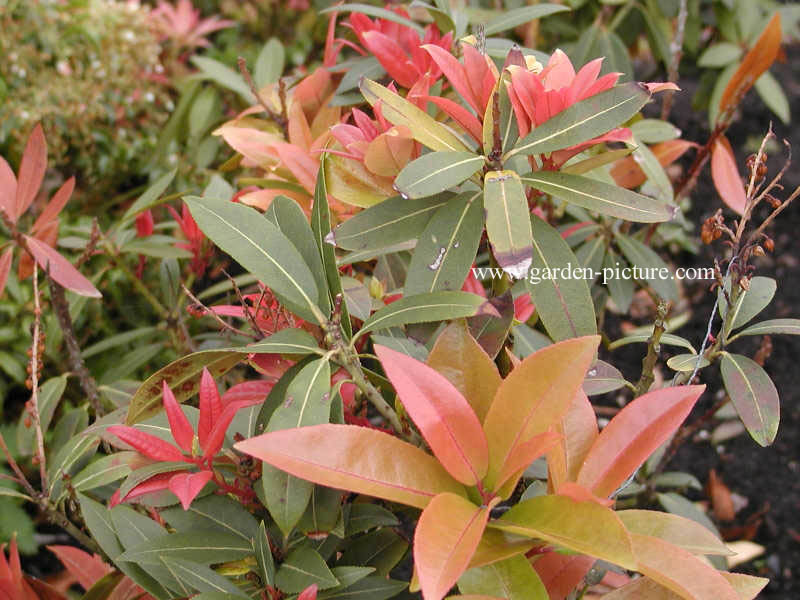 Pieris formosa 'Balls of Fire'