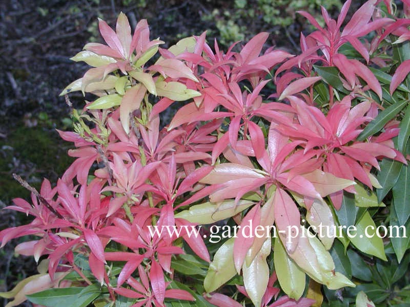 Pieris 'Bert Chandler'