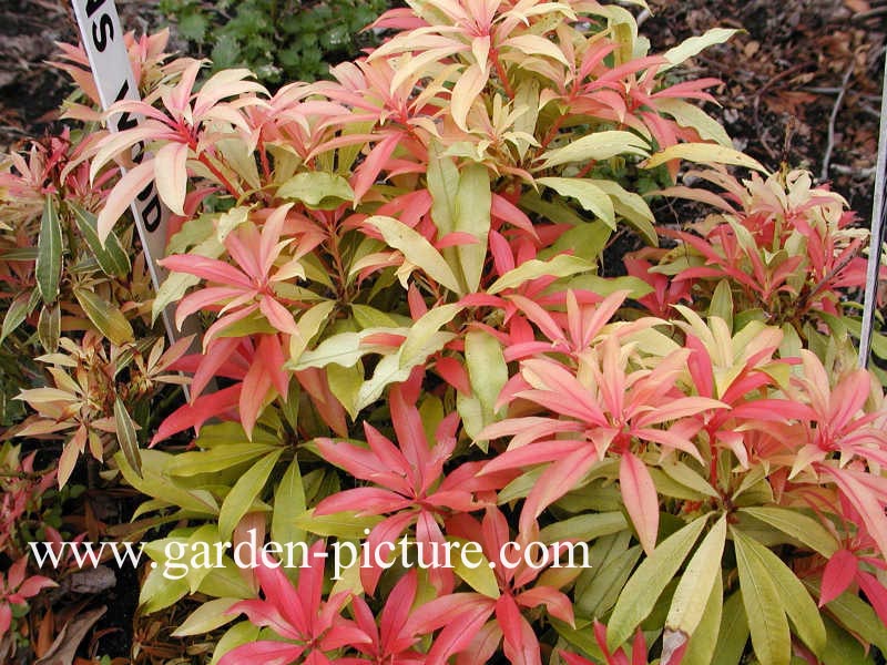 Pieris 'Bert Chandler'