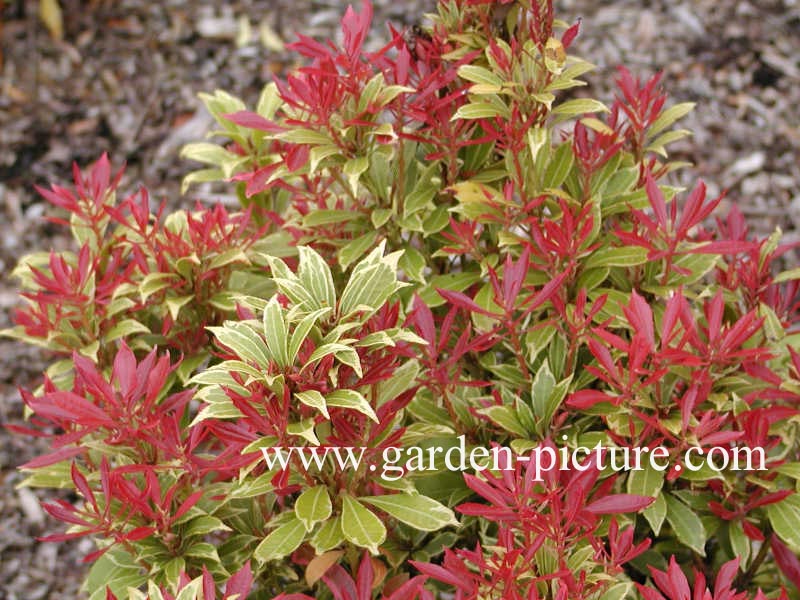 Pieris japonica 'Carnaval'