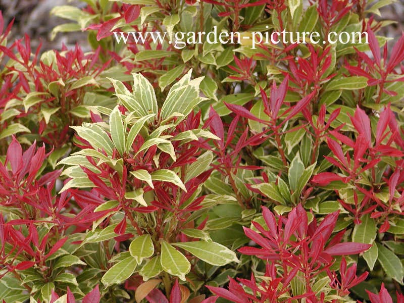 Pieris japonica 'Carnaval'