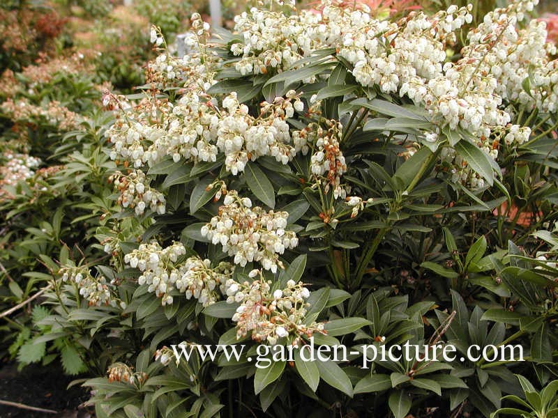 Pieris japonica 'Cupido'