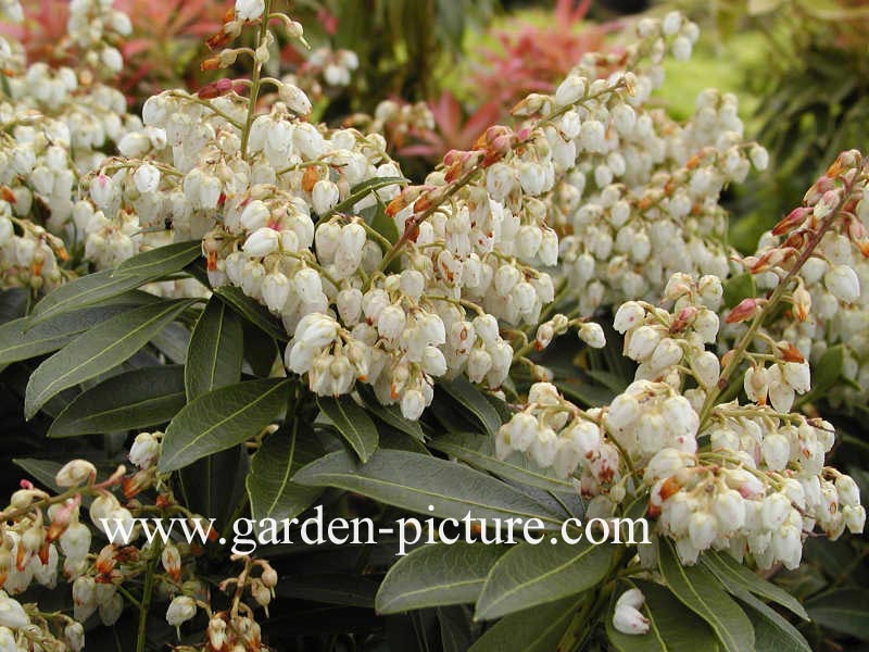 Pieris japonica 'Cupido'