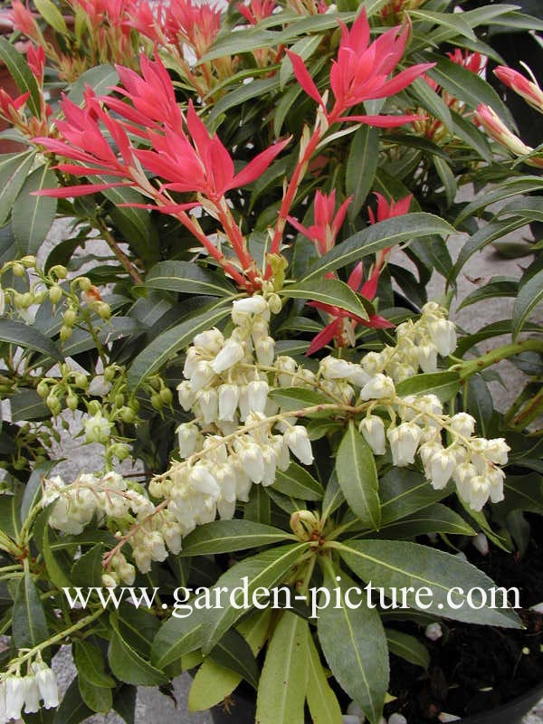 Pieris 'Forest Flame'