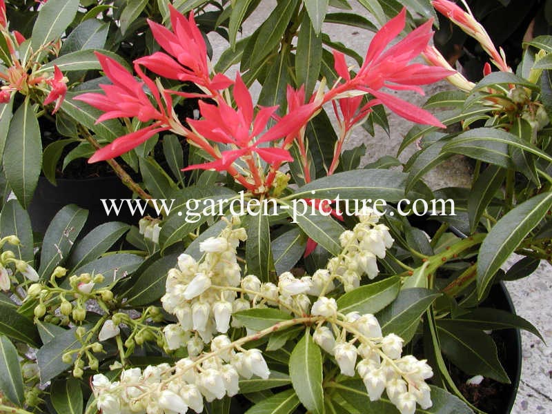 Pieris 'Forest Flame'