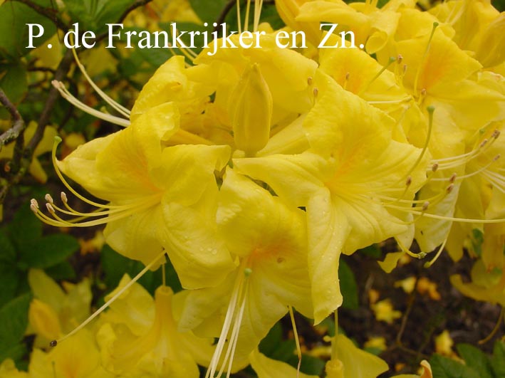 Azalea 'Anneke'