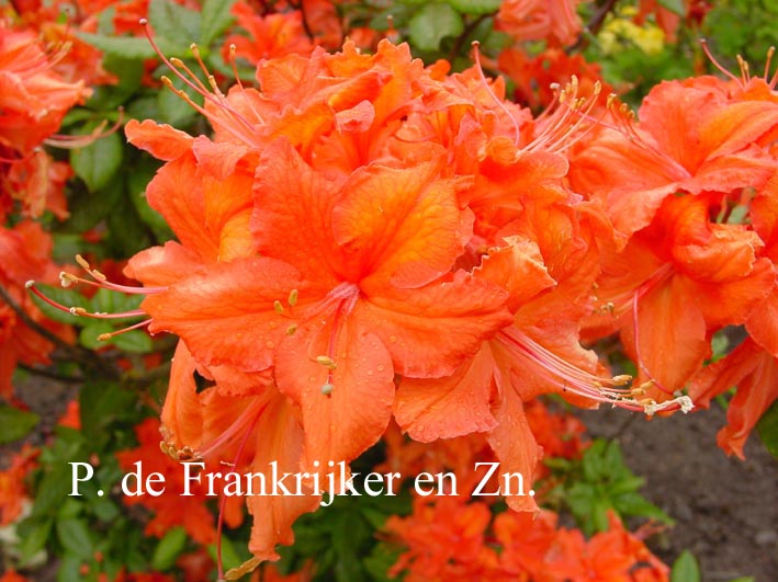 Azalea 'Balzac'