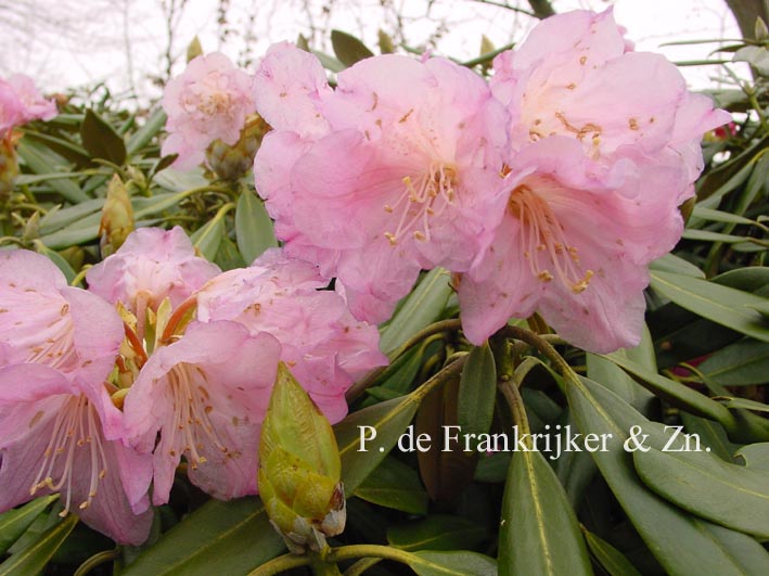 Rhododendron degronianum kiyumaruense