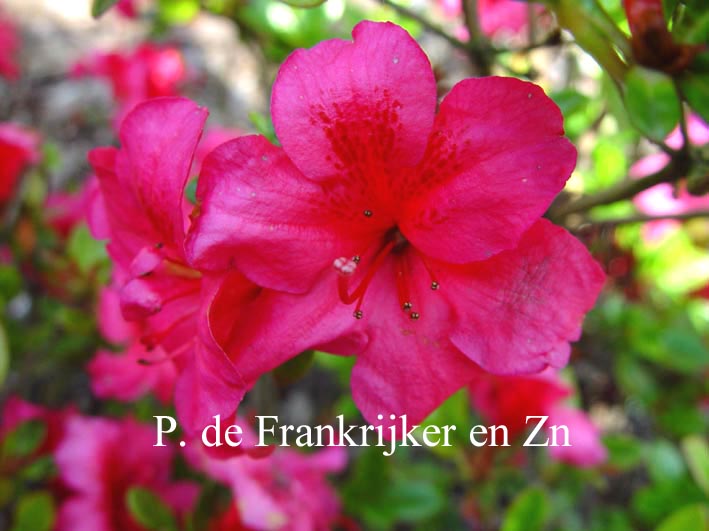 Azalea 'Fiener'