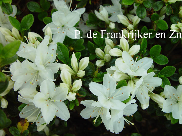 Azalea 'Kermesina Alba'