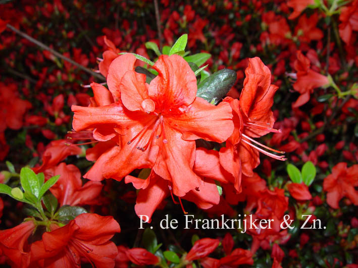 Azalea 'Stewartstownian'