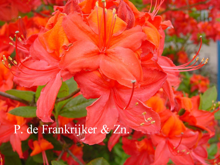 Azalea 'Tunis'