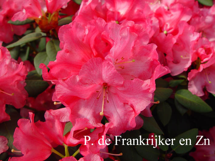 Rhododendron 'Wilgens Surprise'