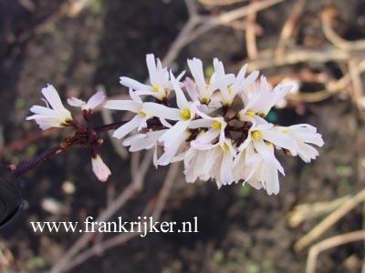 Abeliophyllum distichum 'Roseum'