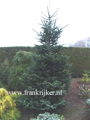 Abies delavayi 'Green Giant'