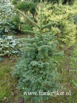 Abies procera 'Bizarro'