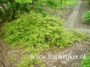 Acer palmatum 'Filigree Rouge'