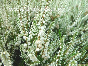 Calluna vulgaris 'Kinlochruel'