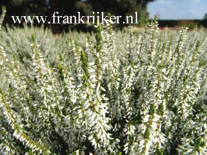 Calluna vulgaris 'Melanie' (GARDEN GIRLS)