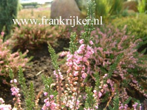 Calluna vulgaris 'Red Favorit'