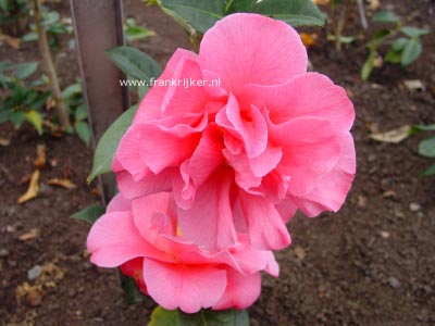Camellia japonica 'Leonard Messel'