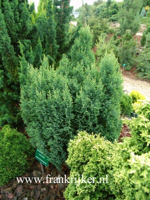 Chamaecyparis lawsoniana 'Snow White' (69209)