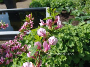 Chamaecytisus purpureus 'Atropurpureus'
