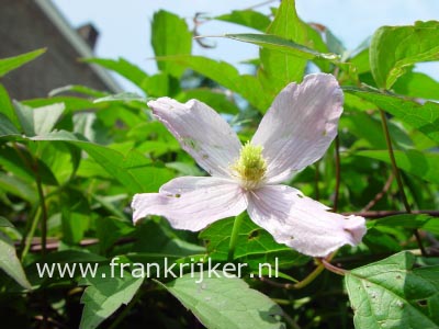 Clematis 'East Malling'