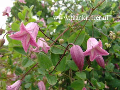 Clematis 'Odoriba'