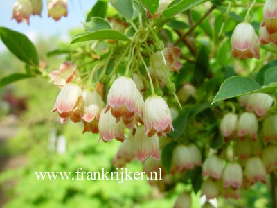 Enkianthus campanulatus 'Virgo'