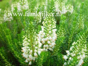 Erica vagans 'Lyonesse'