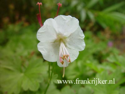 Geranium cantabrigiense 'St. Ola'