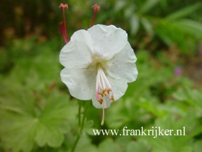 Geranium cantabrigiense 'St. Ola'