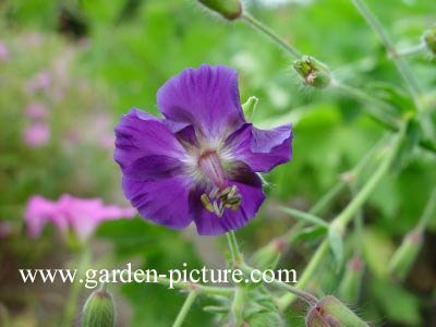 Geranium phaeum 'Lily Lovell'