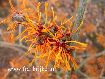 Hamamelis intermedia 'Aphrodite'