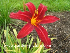 Hemerocallis 'Crimson Pirate'