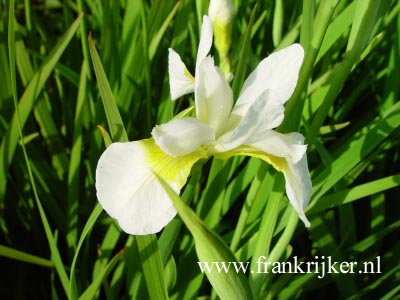 Iris sibirica 'Snow Queen'