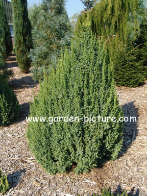 Juniperus pingii 'Loderi'