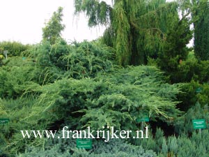 Juniperus squamata 'Hunnetorp'