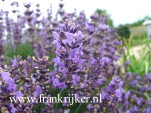 Lavandula angustifolia 'Munstead'