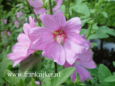 Lavatera 'Rosea'